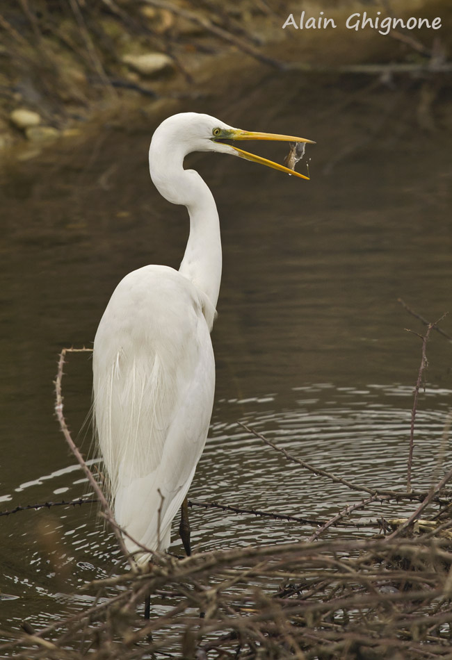 airone bianco a pesca